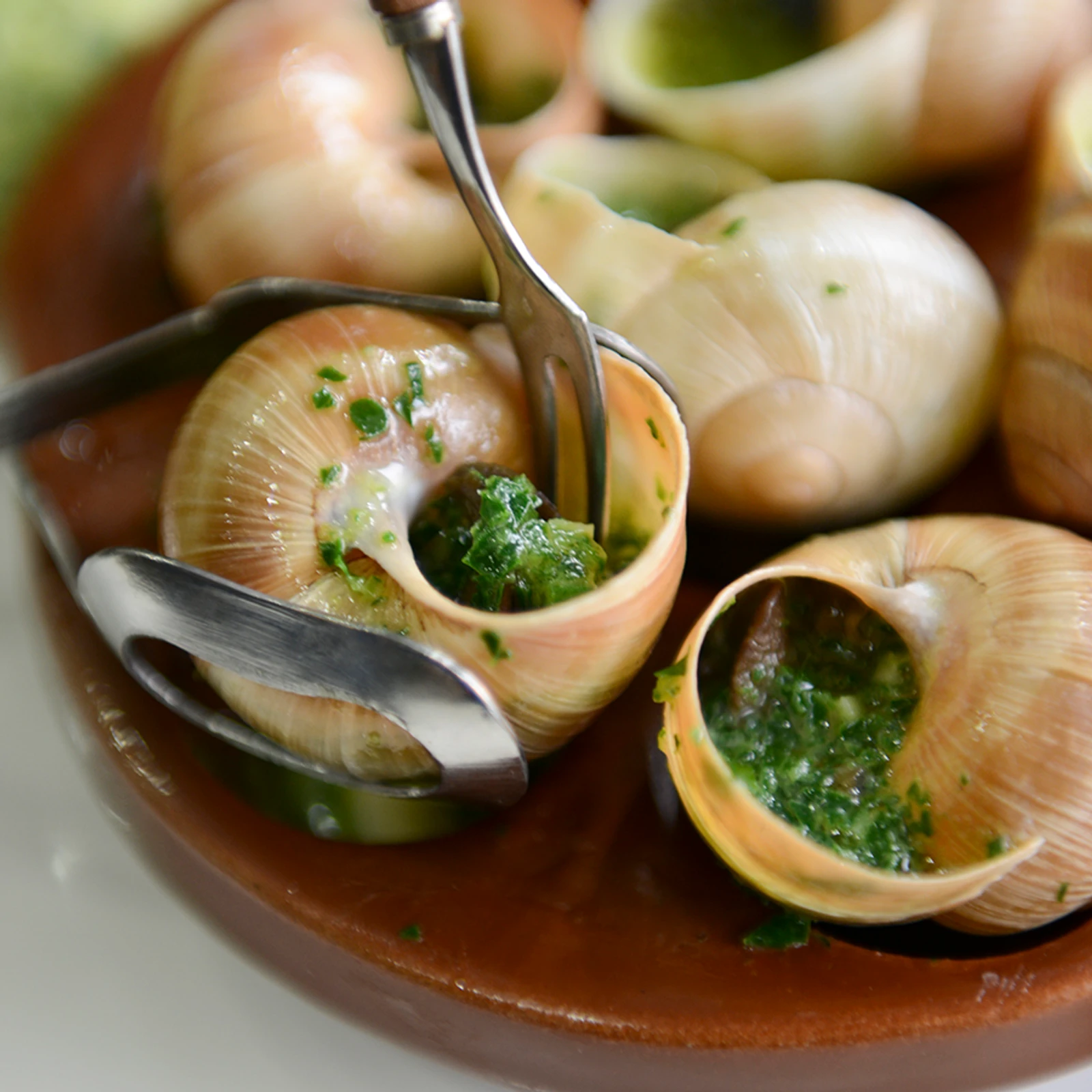 Big Fat Escargots cooked in 20 minutes!